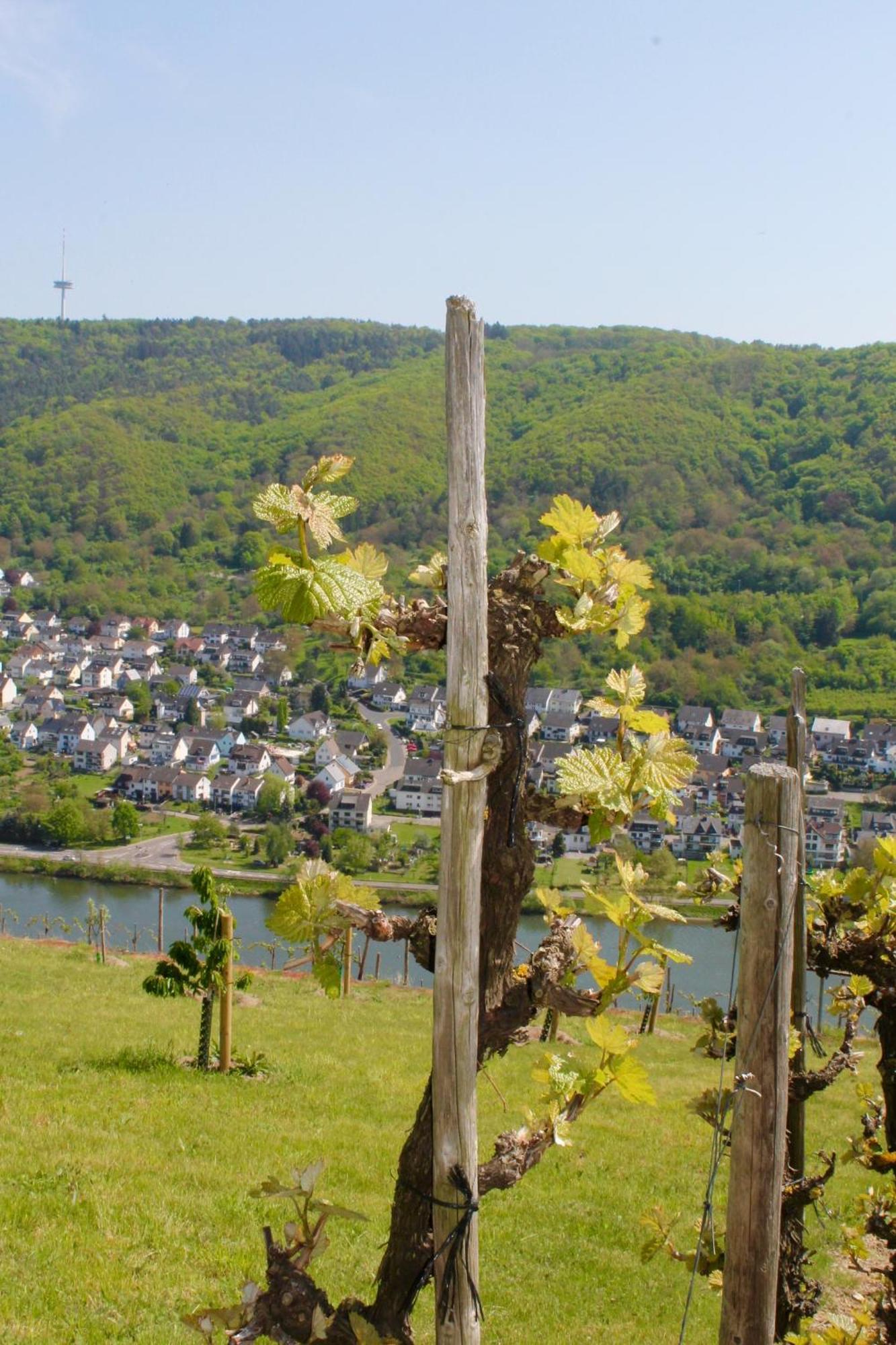 Ferienwohnung Auf Der Moselhoehe - Naehe Koblenz Und Cochem Dieblich Eksteriør bilde